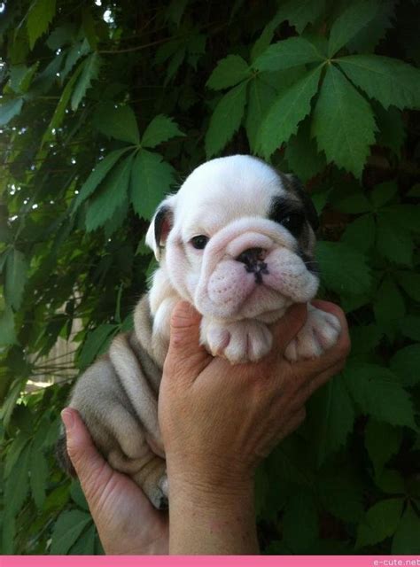 Home for the best english bulldog puppies get your pups at affordable prices including available puppies, shipment details, about and more. Just One of Our Puppies. | English bulldog puppy, Puppies ...