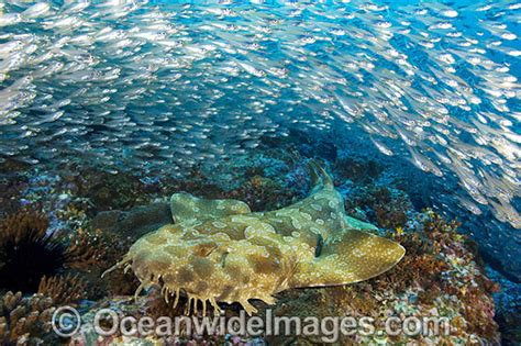 Spotted Wobbegong Shark Wallpapers Animal Hq Spotted Wobbegong Shark