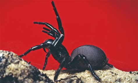 You Call That A Deadly Spider Australias Funnel Web Can Kill In 15