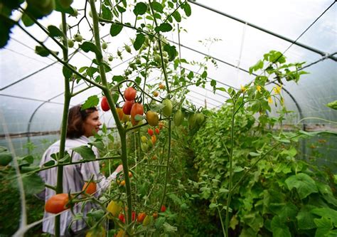 4 Reasons Your Greenhouse Tomatoes Are Failing Hobby Farms