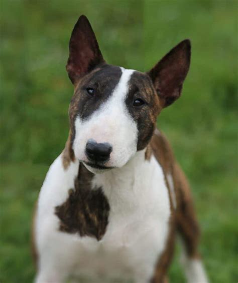 Miniature Bull Terrier Info Pictures Facts And Traits Dogster