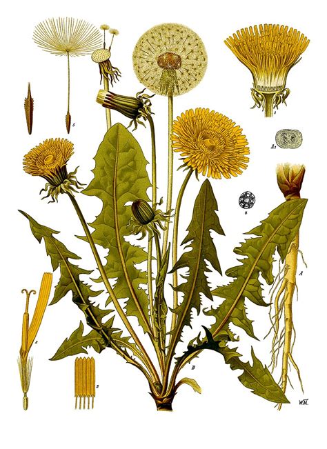 The Ubiquitous Dandelion Medicinal Herb Food And Wine Medicinal