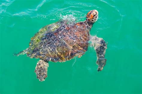 Sea Turtle Pull Its Head Out Of The Water Stock Photo Image Of Ocean