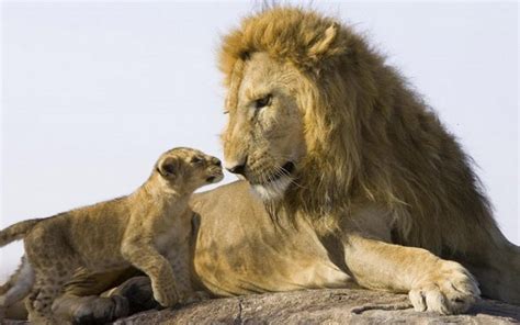 Fr33dom Adorable Baby Lion With His Father