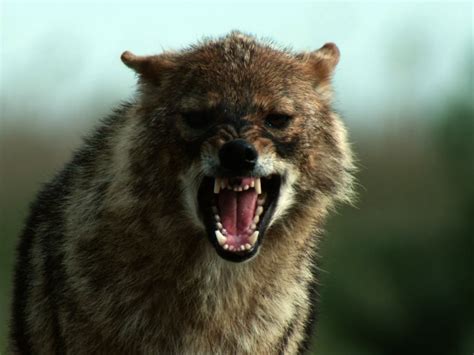 Close Up Of A Golden Jackal Roaring And Sticking Its Sharp Deadly