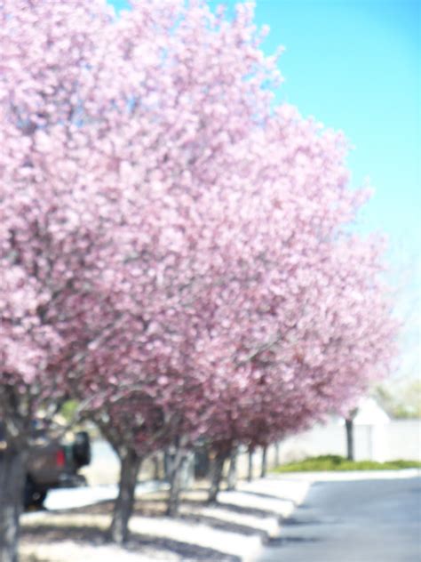 It is one of the first trees to bloom in early spring. Tumbleweed Crossing: Purple Leaf Plum Tree