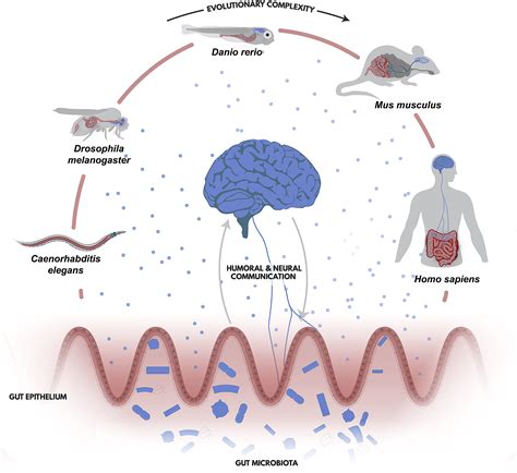 Microbiota Brain Interactions Moving Toward Mechanisms In Model