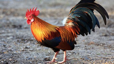 Indian Rooster Kills Owner With Cockfight Blade Gma News Online