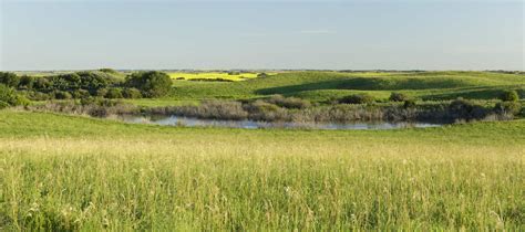 COMMENTARY || Climate change affecting prairie birds as much as habitat ...