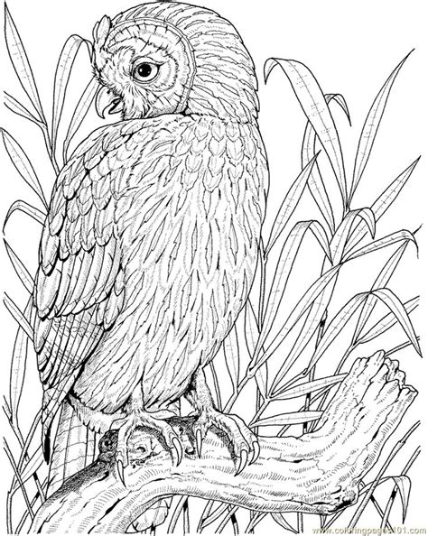 255 Best Owl Coloring Pages For Adults Images On Pinterest