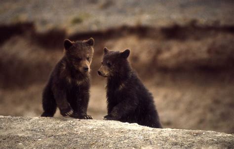 Bear Cubs Glossy Poster Picture Photo Baby Grizzly Polar