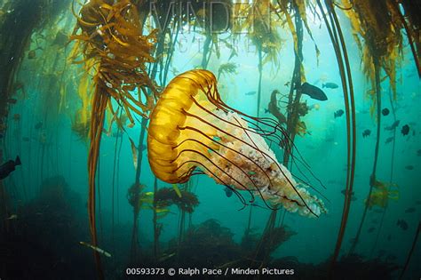 Minden Pictures Stock Photos Pacific Sea Nettle Chrysaora Fuscescens
