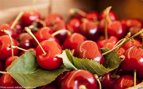 Interesting Facts About Sour Cherries Just Fun Facts