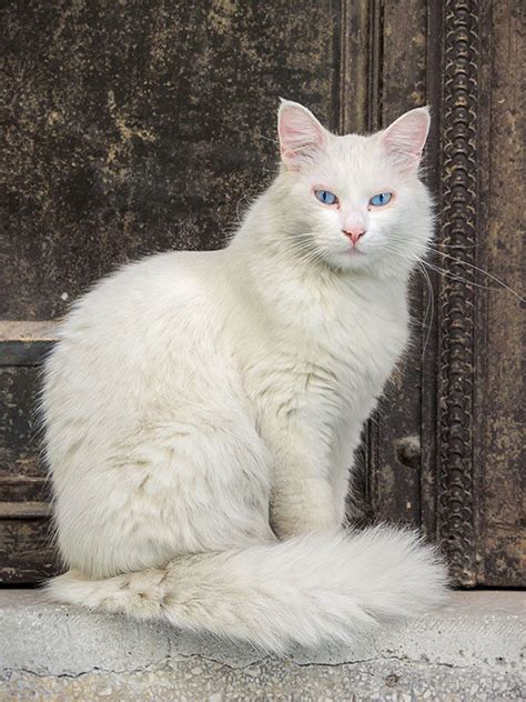 Türkisch Angora Rasseportrait Cats Best