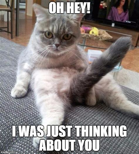 Sexy Cat Meme Imgflip