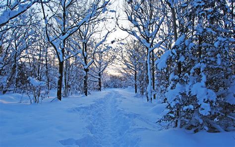 Lovely Winter Forest And Path Wallpapers Lovely Winter