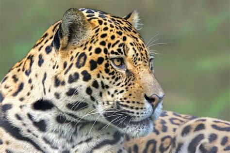 Where To Spot Wild Animals In Argentina The Best Places To See Them