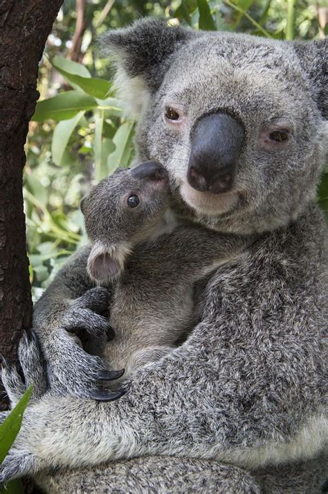 Koala Mother And Her Joey Aww