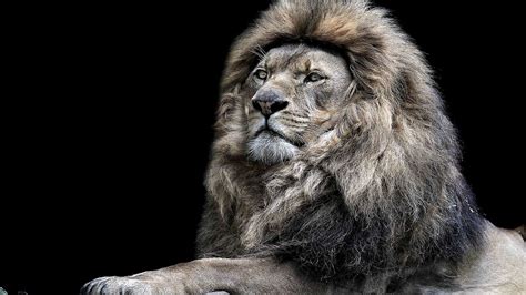 Scary Lion Wallpapers Top Free Scary Lion Backgrounds Wallpaperaccess