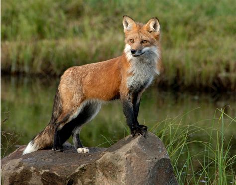 Fox Red Vulpes Fulva Photograph By Carol Gregory Pixels