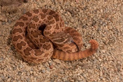 Venomous Snakes Of Utah Krebs Creek