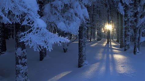 Download Wallpaper 1920x1080 Wood Snow Sun Beams Dawn Frost
