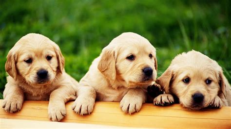 Cute Puppies Hd Wallpapers Collection ~ Desktop Wallpaper