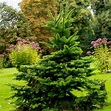 8 Types of Spruce Trees for Your Yard | The Family Handyman