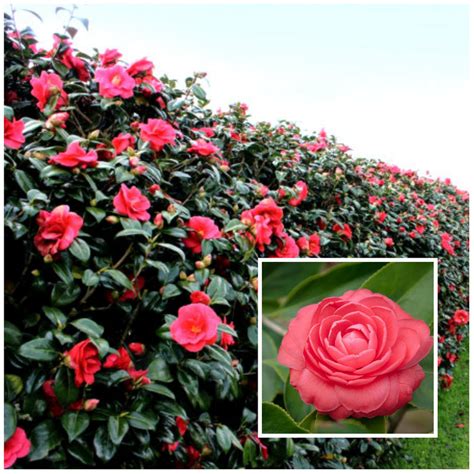 Maybe you would like to learn more about one of these? Our Favourite 8 Flowering Hedges