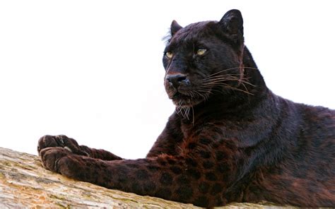 Black panther by uncannyknack on deviantart. The Black Panther | Londolozi Blog