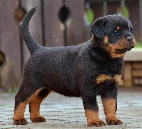 Can I Dock My Rottweilers Tail