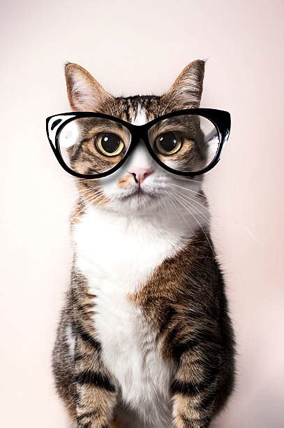 Cat Wearing Glasses Stock Photos Pictures And Royalty Free Images Istock