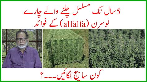 Alfalfa Fodder How To Grow Alfalfa Best Alfalfa Seed In Pakistanلوسن