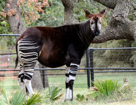 Okc Zoo Announces Birth Of A Rare Endangered Okapi Calf Zooborns