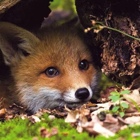 Cute Baby Fox Peeking from Under a Tree