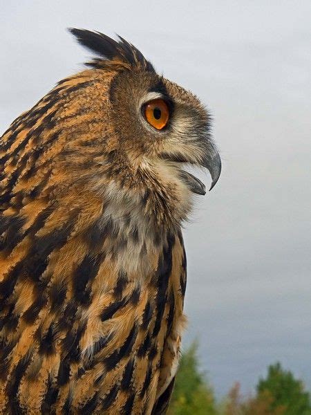 Eurasian Eagle Owl Eurasian Eagle Owl Owl Species Owl