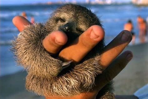 Top 10 Cutest Baby Animals Who Wants One