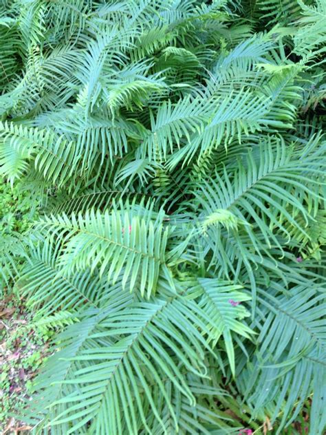 A Chinese Brake Fern Tradd St This Fern Thrives On Arsenic Absorbed
