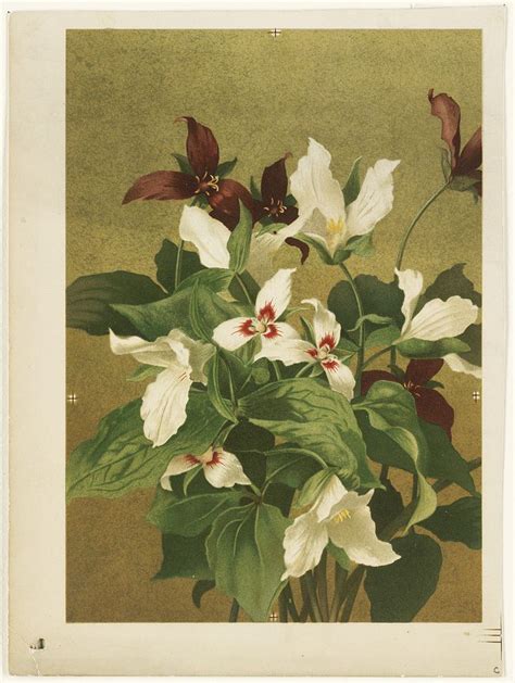 Trillium Flower Painting Painting Botanical Illustration