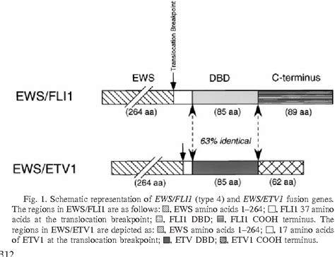 Figure 1 From The COOH Terminal Domain Of FLI 1 Is Necessary For Full