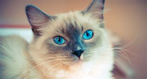 Here i list some of my favorite white cat breeds with pictures that look amazing and can serve as an ideal pet. The Ragdoll Cat has very beautiful and awesome blue eyes
