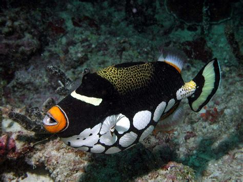 Clown Triggerfish The Life Of Animals