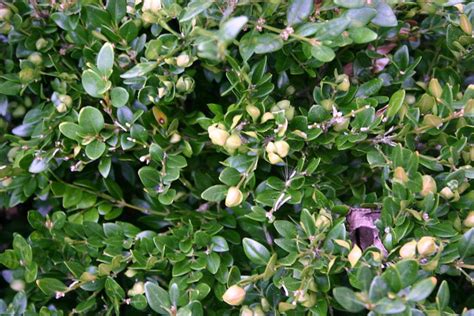 Whats Wrong With My Boxwood 4 Reasons And Potential Solutions