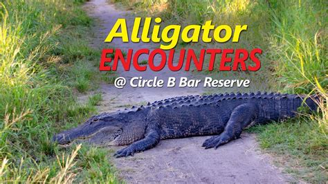 Alligator Encounters At Circle B Bar Reserve Youtube