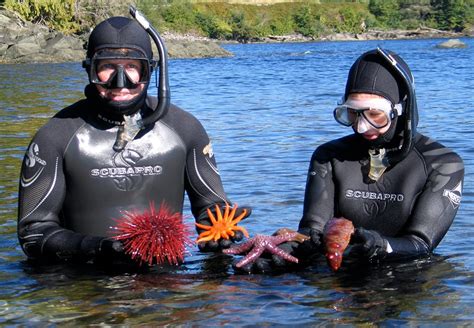 Ketchikan Mountain Point Snorkeling Adventure Alaska Shore Excursions