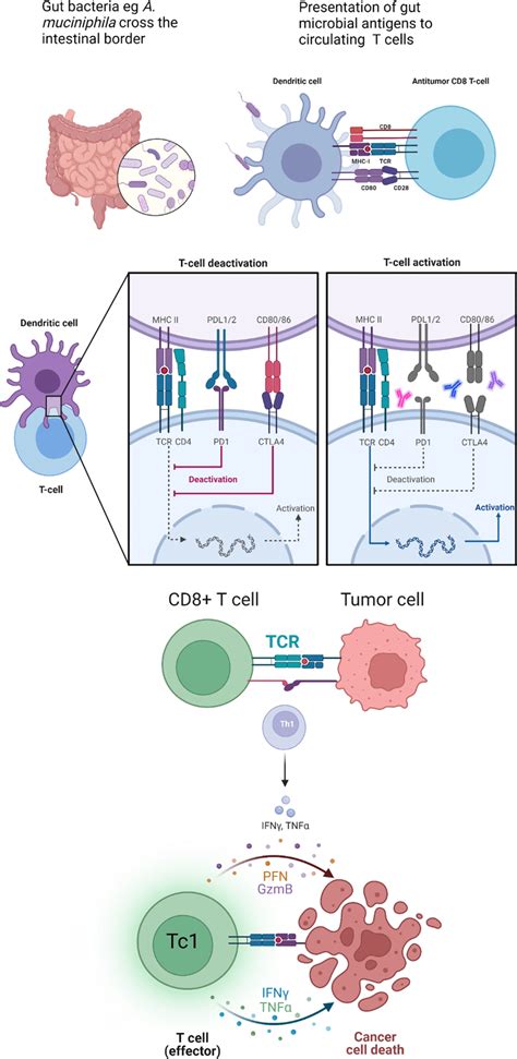 The Role Of The Gut Microbiome In Immune Checkpoint Inhibitor Response