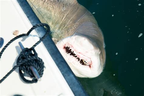 Shark Researchers On What Lurks Off New Yorks Beaches