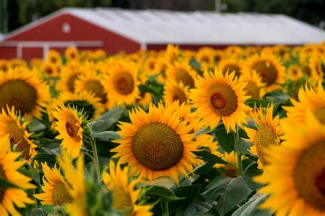 Kansas Sunflower Photo Fine Art Flower Photography Wall Etsy