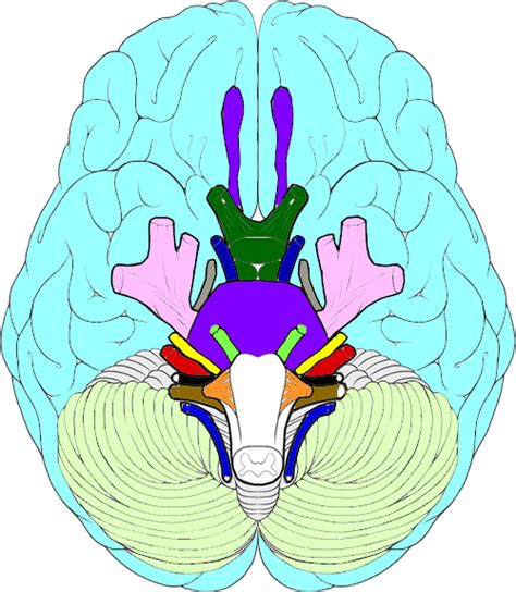 Cranial Nerves Coloring Cranial Nerves Brain Anatomy Human Brain Images