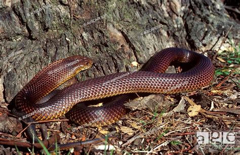 King Brown Or Mulga Snake Pseudechis Australis Third Largest